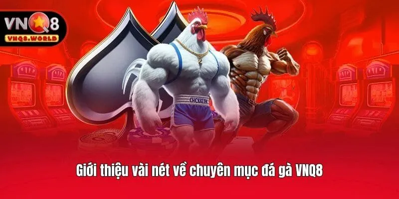 Giới thiệu vài nét về chuyên mục đá gà VNQ8